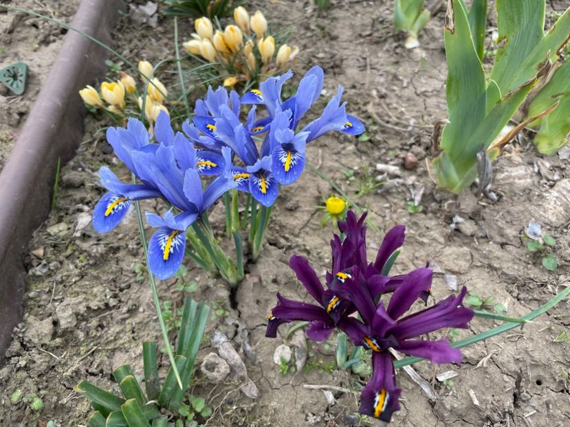  - 002 Grădina 2024 1