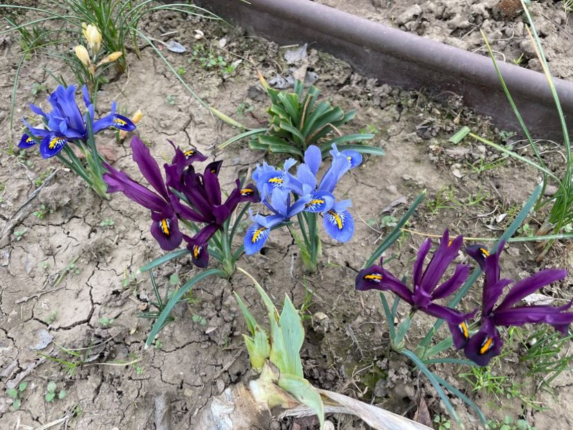  - 002 Grădina 2024 1