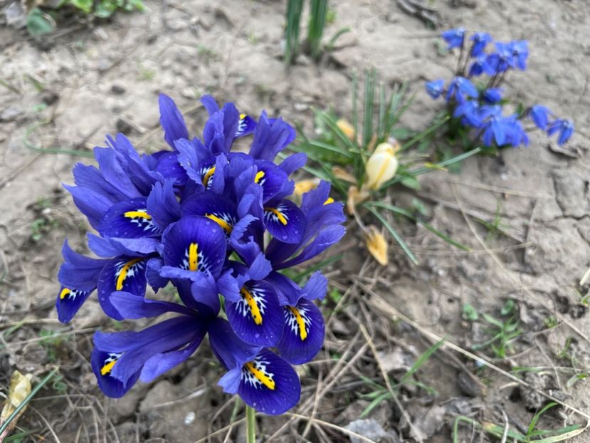  - 002 Grădina 2024 1