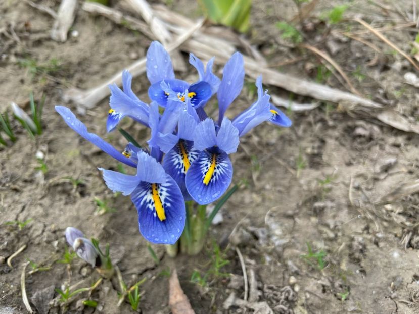  - 002 Grădina 2024 1