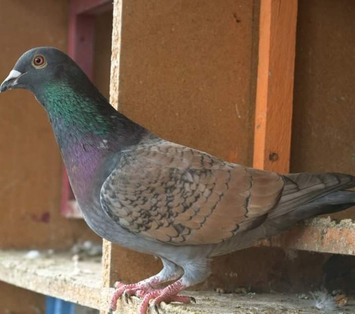  - Nu îmi aparțin 7