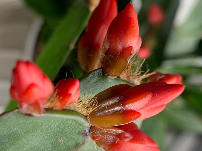  - 2024 Rhipsalidopsis - Hatiora