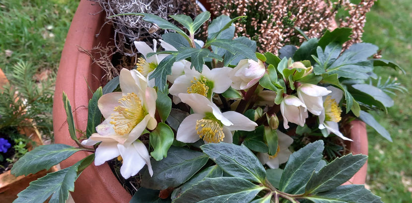  - Helleborus - Spanz
