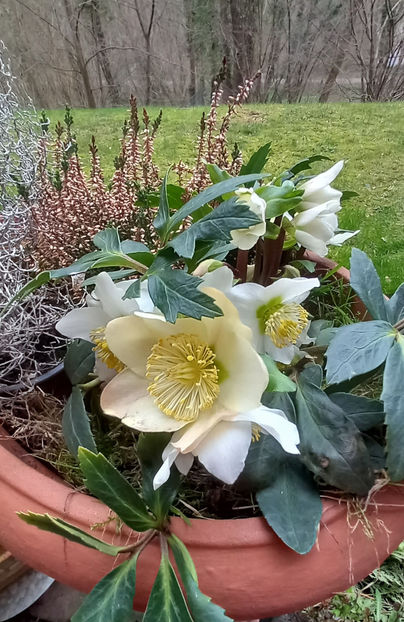  - Helleborus - Spanz