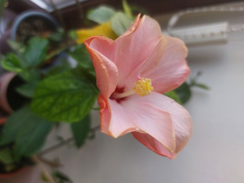  - Hibiscusi 1 03 2024