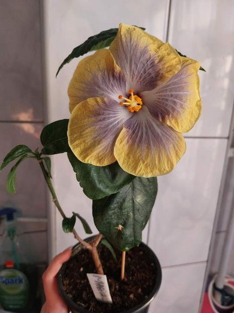  - Hibiscusi 1 03 2024
