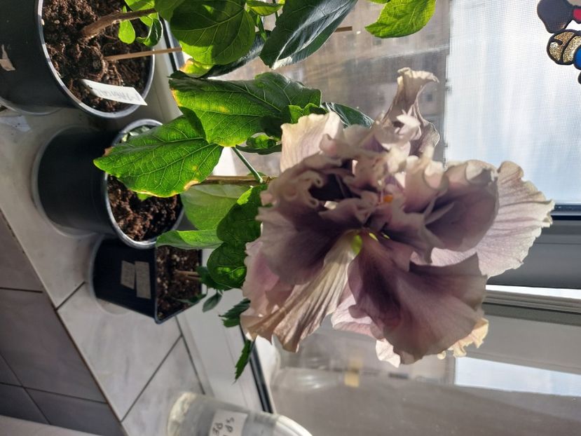  - Hibiscusi 1 03 2024