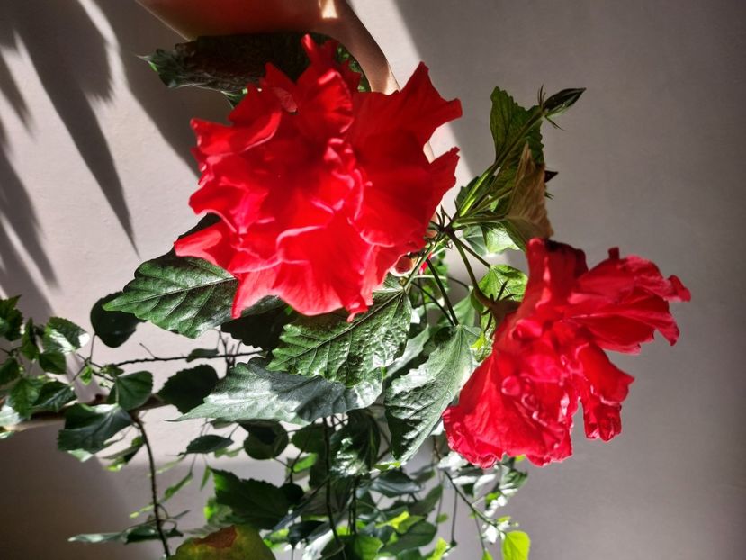  - Hibiscusi 1 03 2024