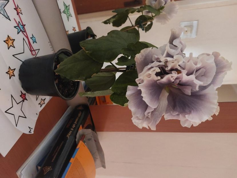  - Hibiscusi 1 03 2024