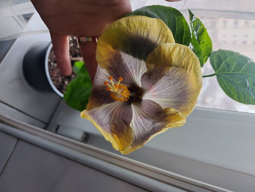  - Hibiscusi 1 03 2024