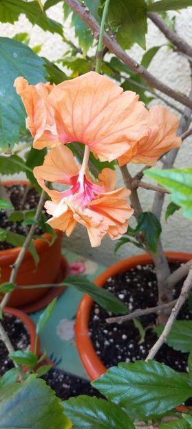  - Hibiscusi 1 03 2024