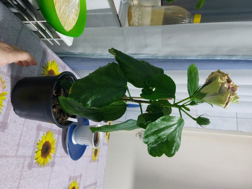  - Hibiscusi 1 03 2024