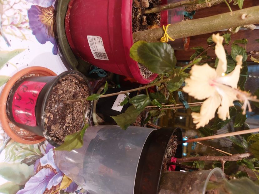  - Hibiscusi 1 03 2024