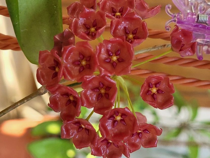  - Hoya Siariae red