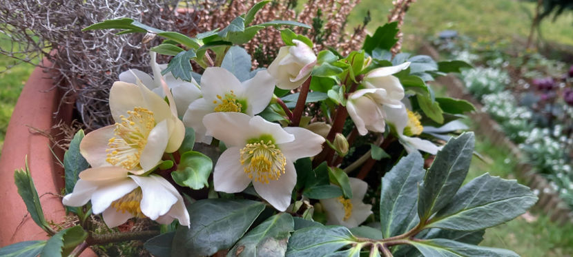  - Helleborus - Spanz
