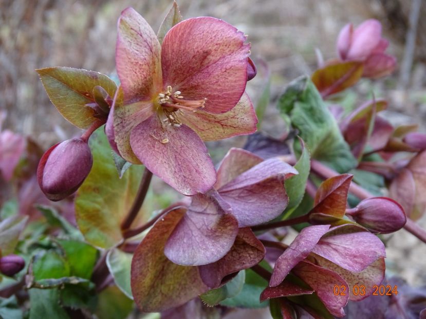 helleborus Star of Passion - z-Dobarland 2024