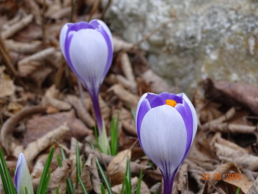crocus Whale Shark - z-Dobarland 2024