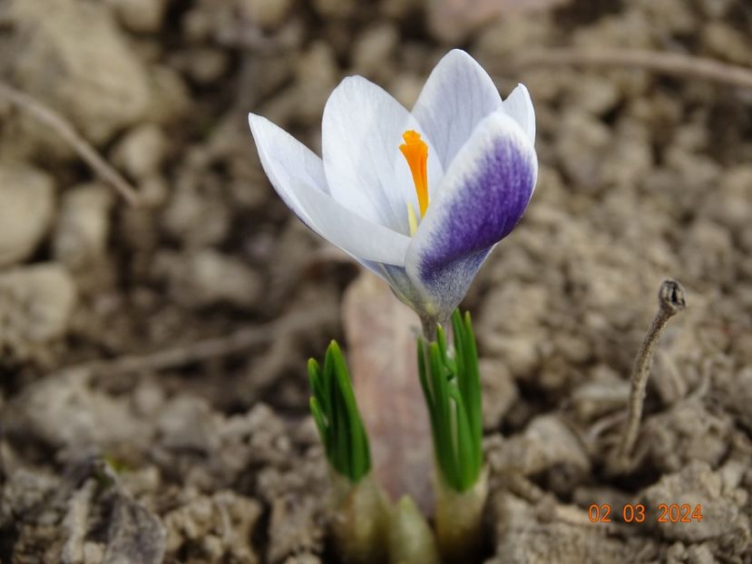 crocus Prins Claus - z-Dobarland 2024