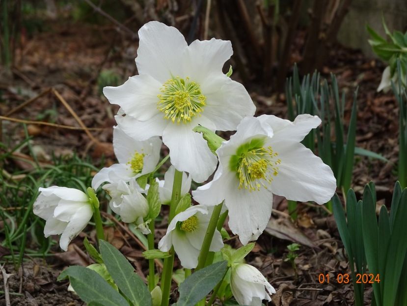 Praecox - Helleborus 2024