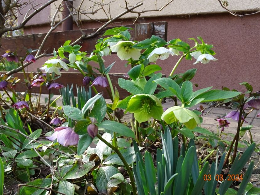 seedling - Helleborus 2024