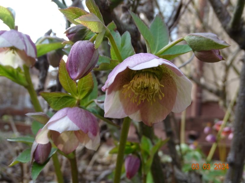 seedling - Helleborus 2024
