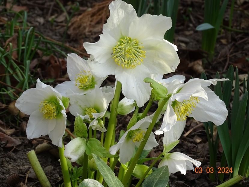 Praecox - Helleborus 2024