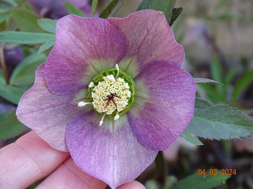 seedling - Helleborus 2024
