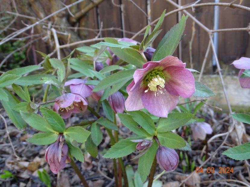 seedling - Helleborus 2024
