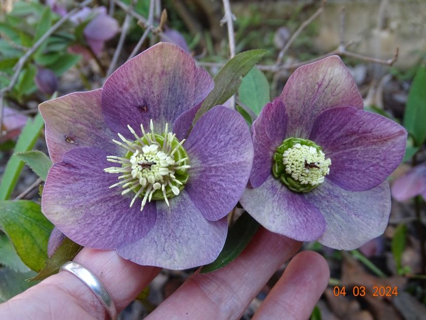 seedling - Helleborus 2024