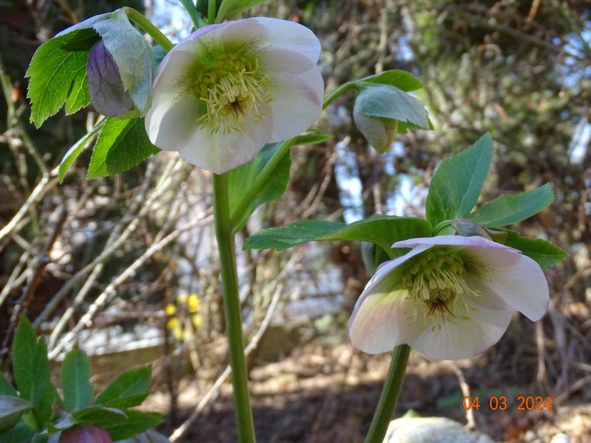 seedling - Helleborus 2024
