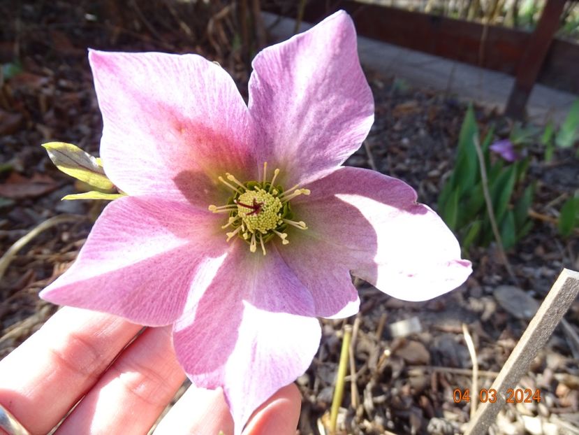 Cecilia - Helleborus 2024