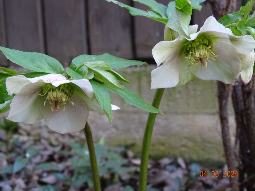 seedling - Helleborus 2024