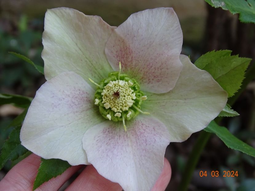 seedling - Helleborus 2024