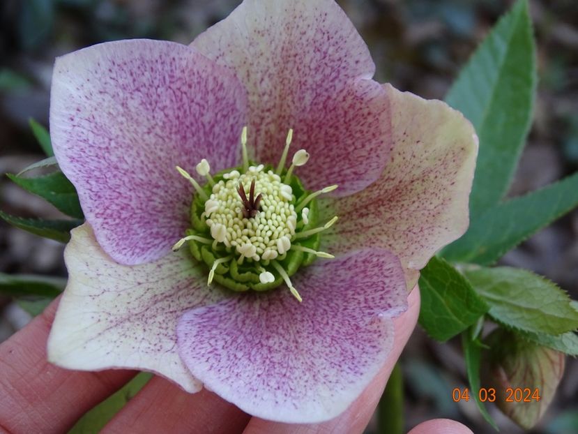 seedling - Helleborus 2024