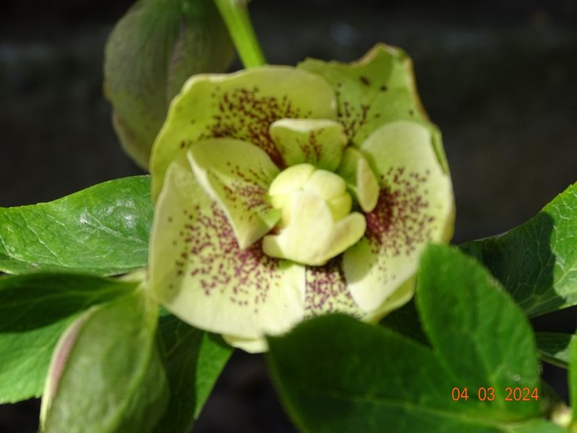 Double Ellen Yellow - Helleborus 2024