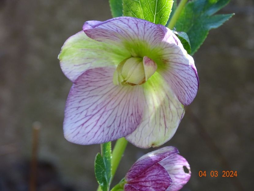 Lily - Helleborus 2024