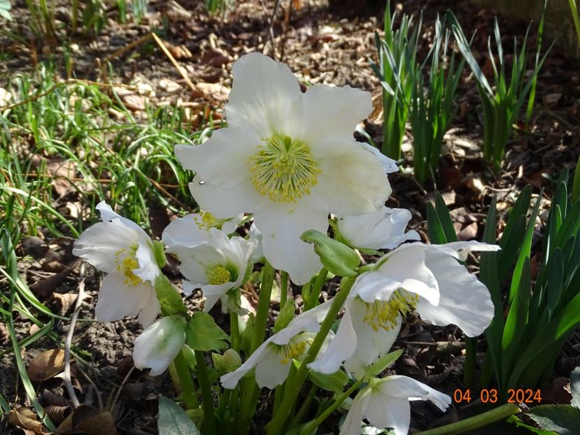 Praecox - Helleborus 2024
