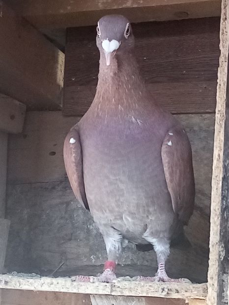 Mascul-2023 - perechea 12