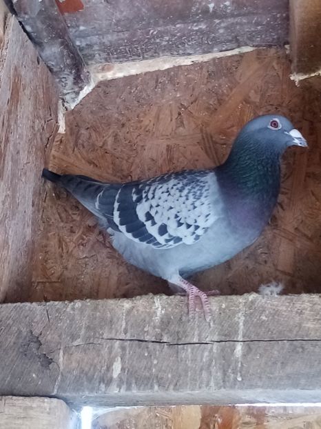 Mascul-2021 - Arhiva-amintiri