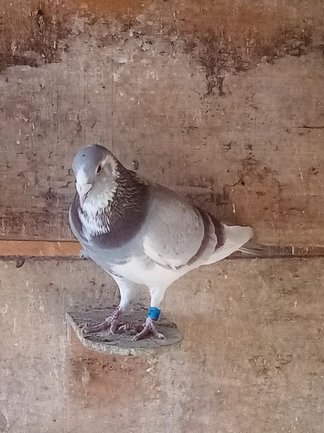 Mascu-2021 - perechea 3