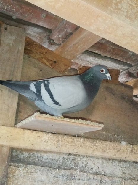 Mascul_2019 - Arhiva-amintiri