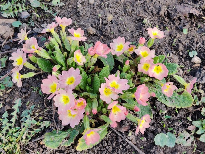  - Primula v
