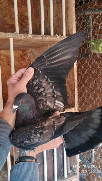  - Nu îmi aparțin 7