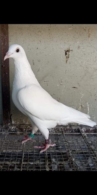  - Nu îmi aparțin 7