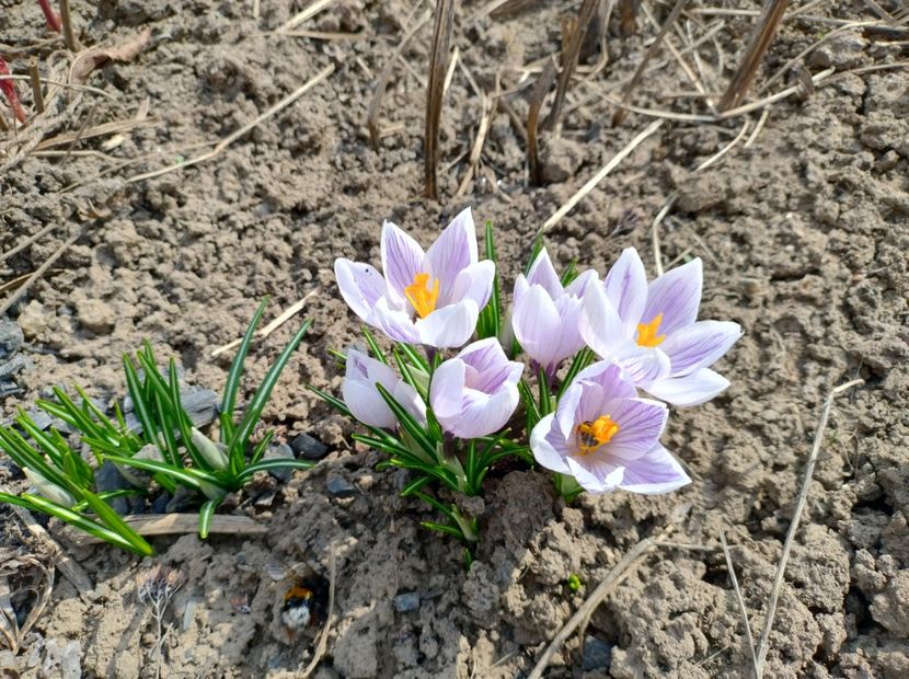  - Flori de gradină-2024