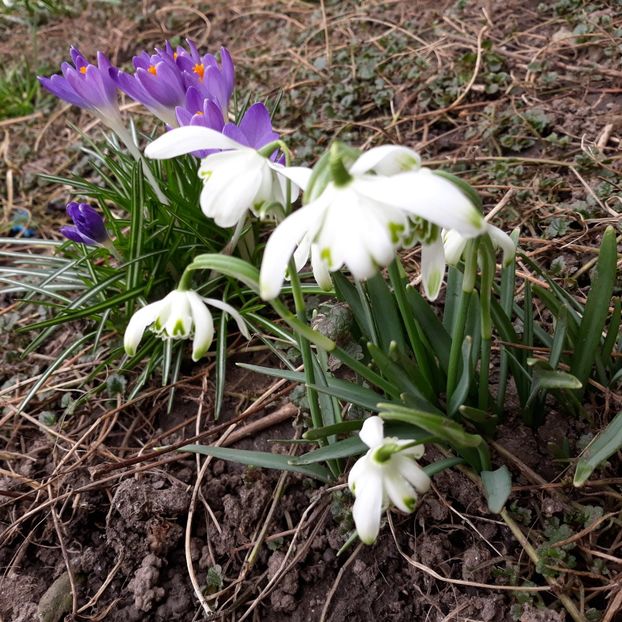 Martie 2024 - Primavara