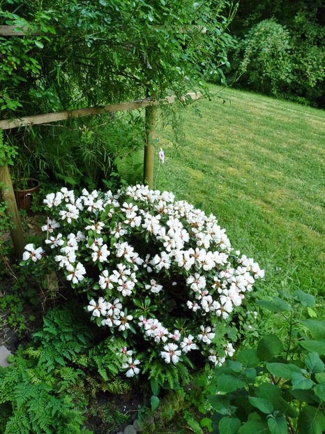 © - Azalee si Rhododendroni