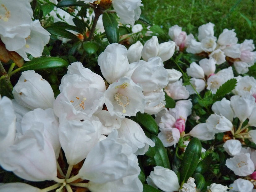 © - Azalee si Rhododendroni