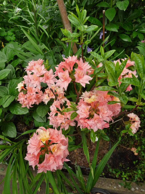 © - Azalee si Rhododendroni