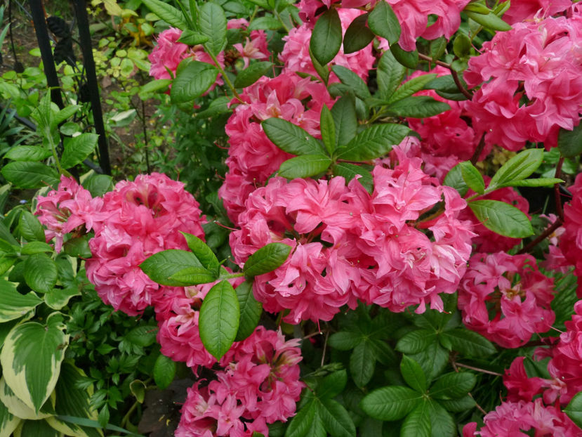 © - Azalee si Rhododendroni